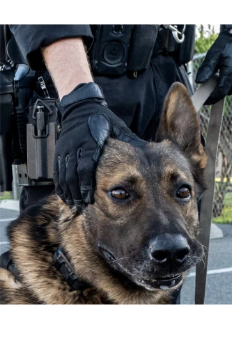 Funkcjonariusz Policji w rękawicach taktycznych podczas pracy z psem służbowym K9
